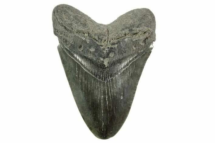 Fossil Megalodon Tooth - South Carolina #365771